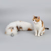 Cosplay Katzenohren-Haarreif Analplug mit Schwanz Set
